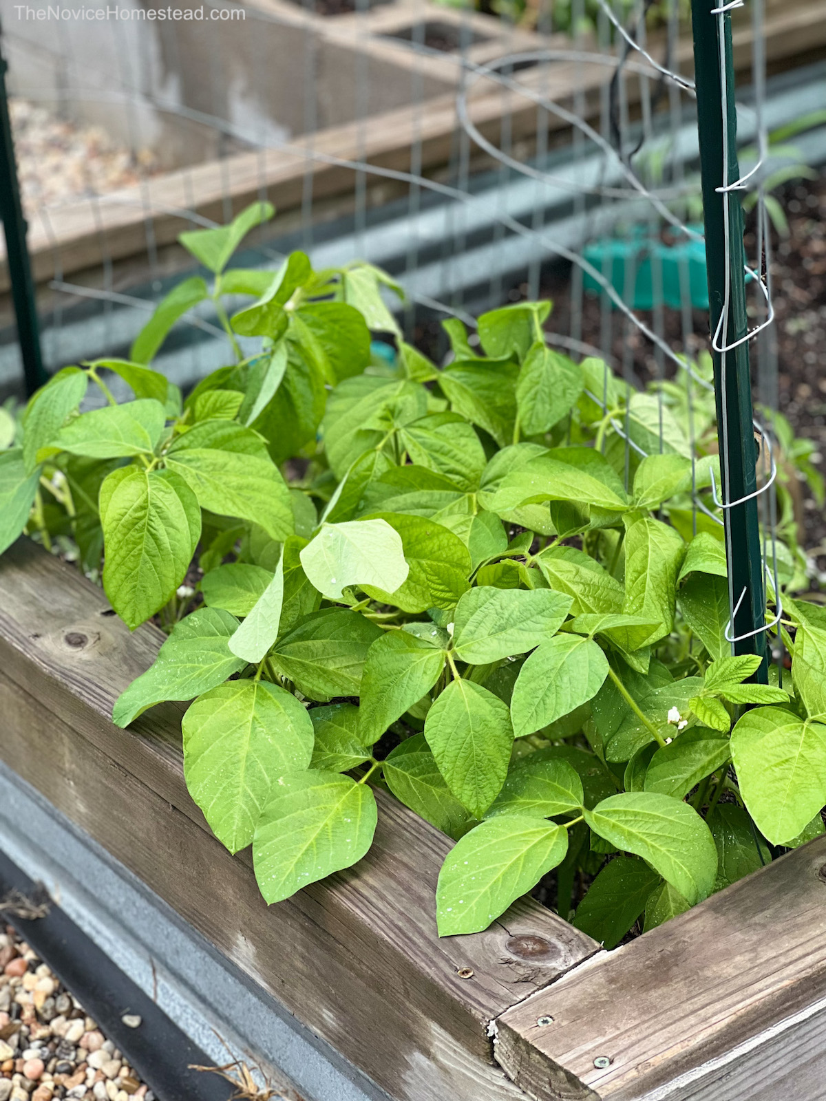 soybean plants in a raised bed garden