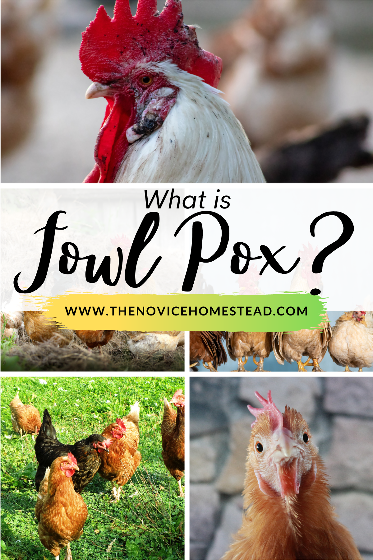 collage image of chicken photos; text overlay "What is Fowl Pox"