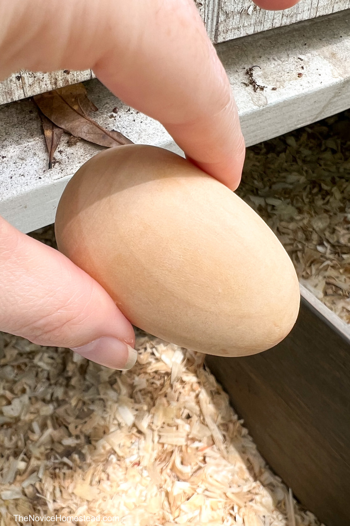 holding a fake wooden egg to put in a chicken coop as a decoy