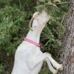 goat reaching to eat a tree branch