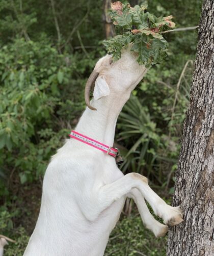 goat reaching to eat a tree branch