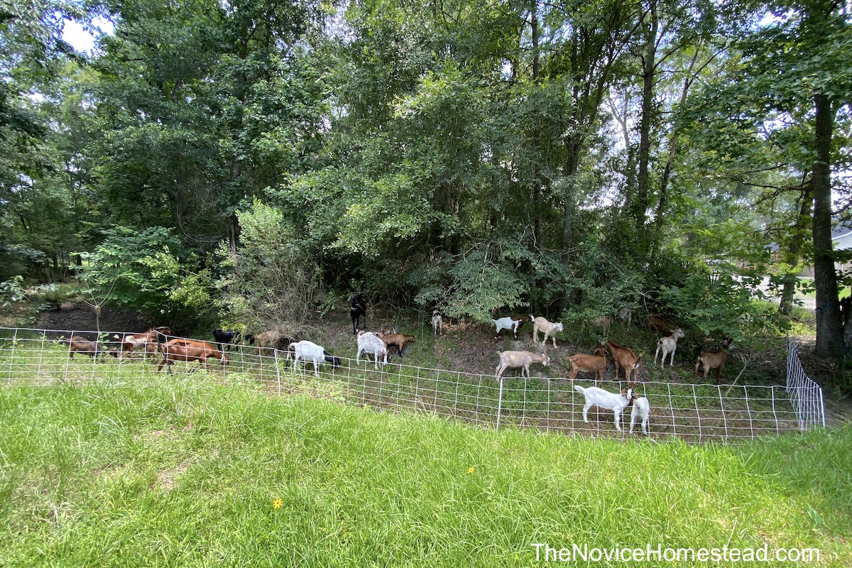 goats in a wooded area enclosed by an electric fence