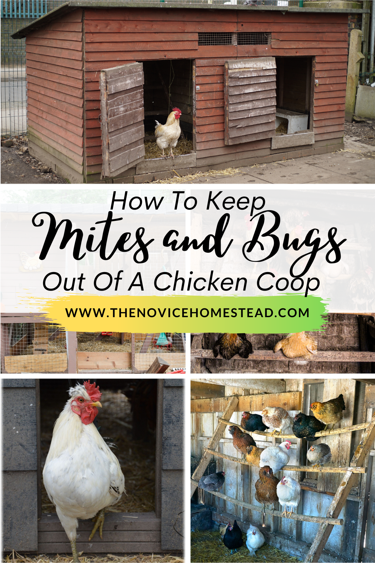 collage image of chicken photos and coop photos; text overlay "How to Keep Mites and Bugs Out of a Chicken Coop"