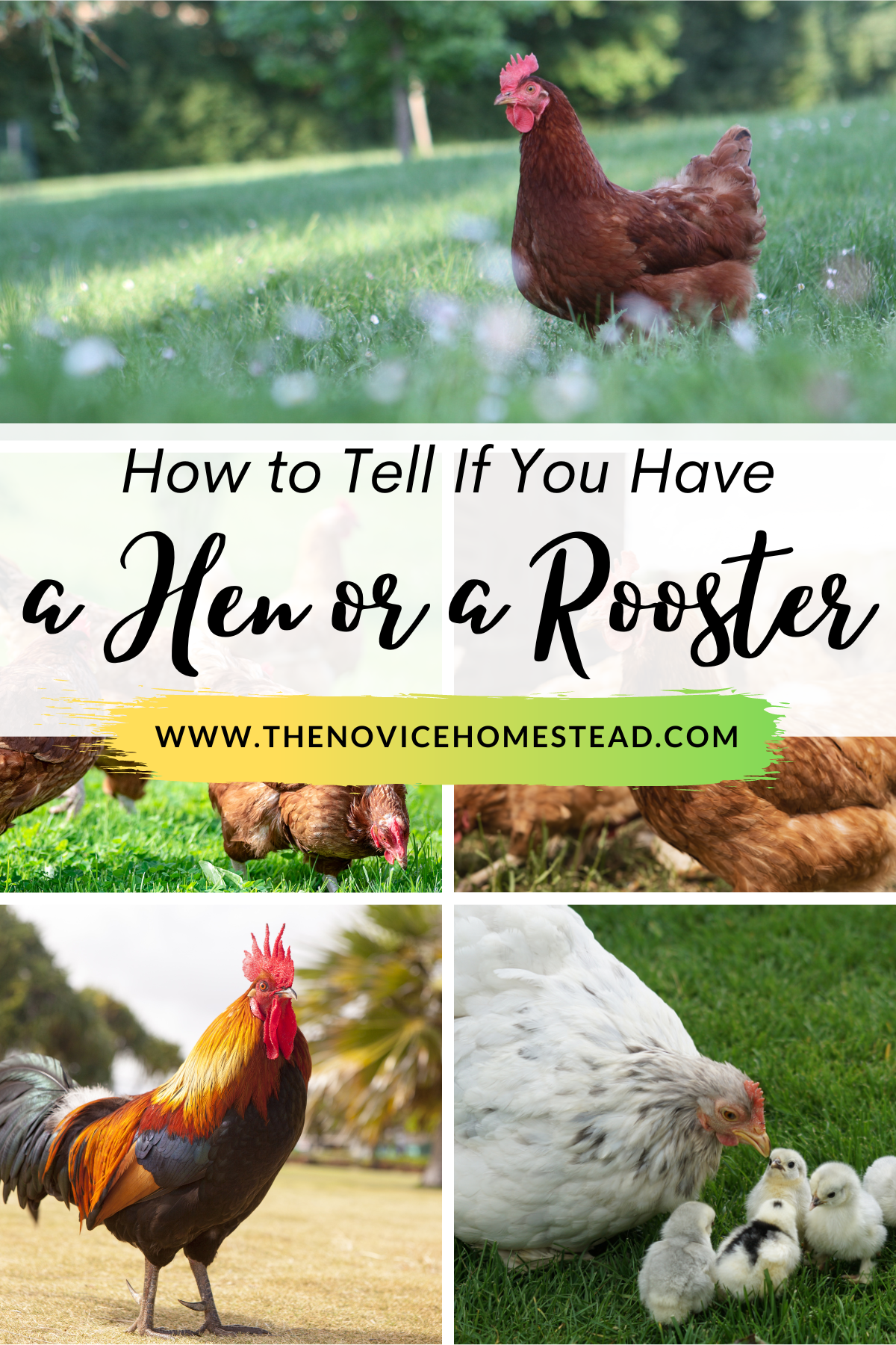 collage of chicken photos with text overlay "How to Tell if you Have a Hen or a Rooster"