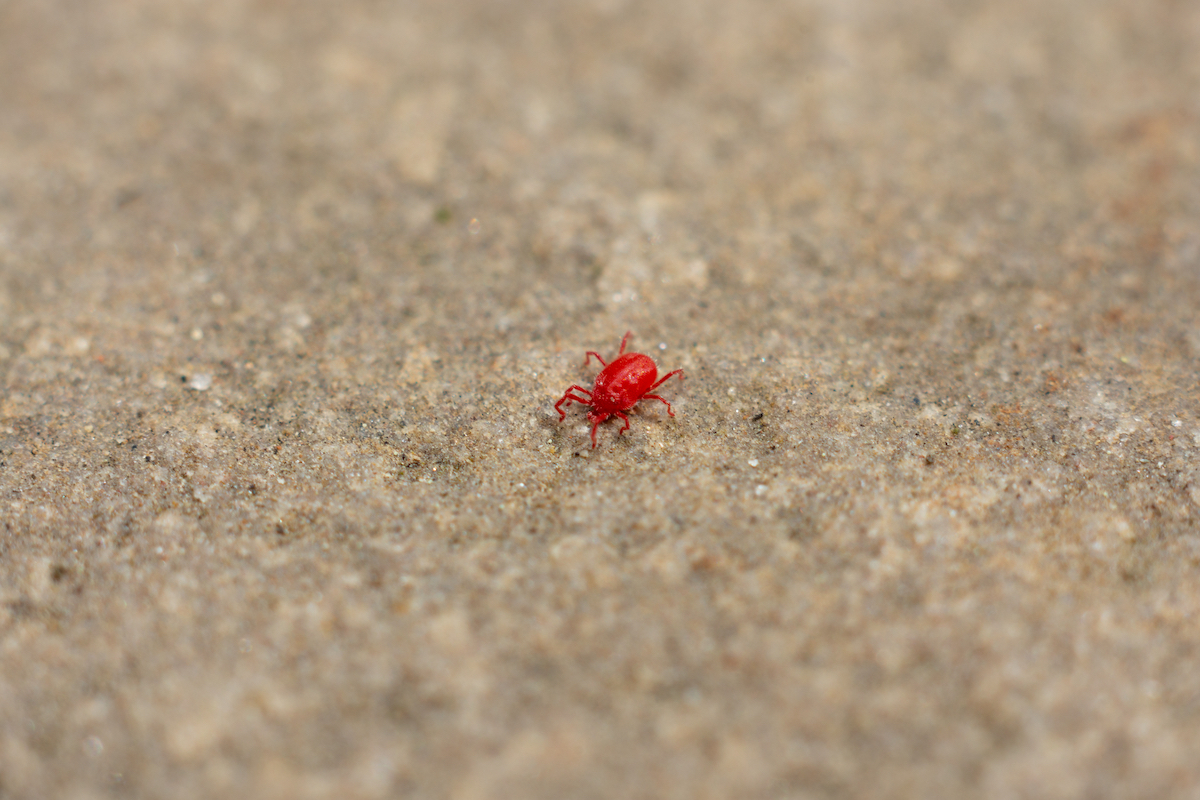 small red mite on concrete
