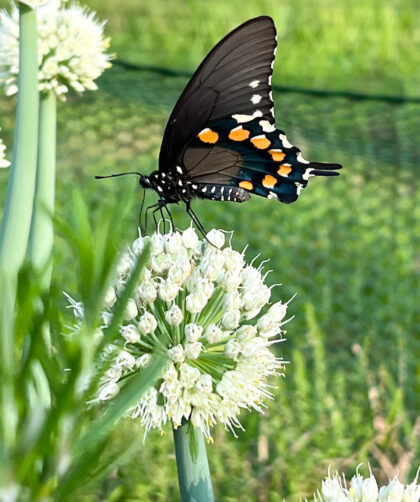 Swallowtail Butterfly landing on green onion flower