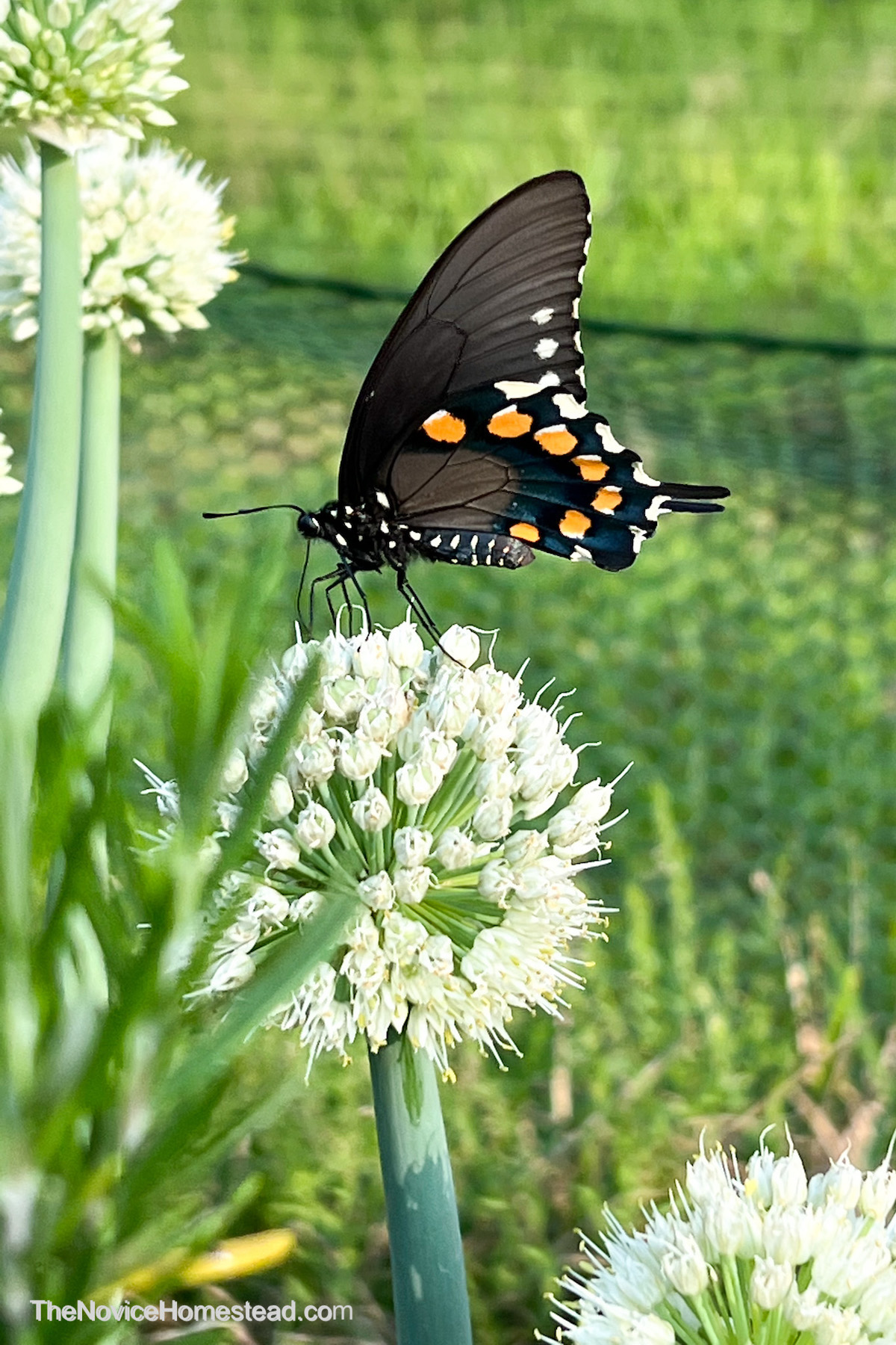 Swallowtail Butterfly on top of green onion flowers