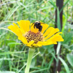 bumblebee on yellow flower