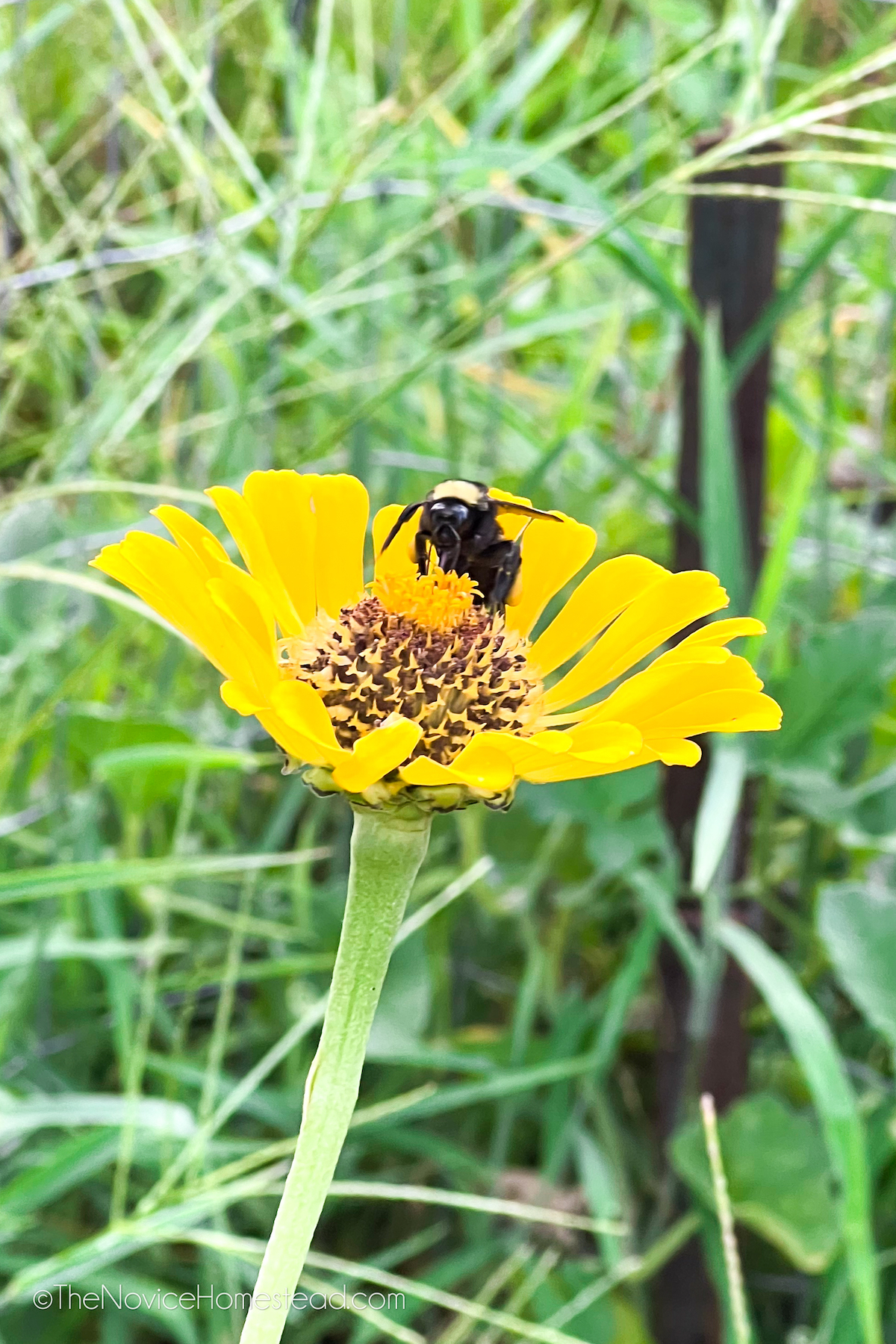bumblebee on a yellow flower