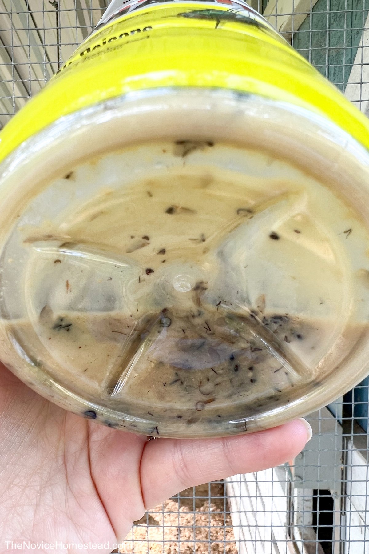 holding up the bottom of a fly trap showing all the bugs it caught