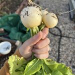 holding a few freshly picked white turnips