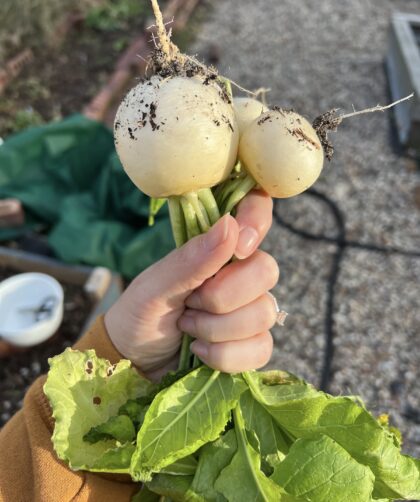 holding a few freshly picked white turnips