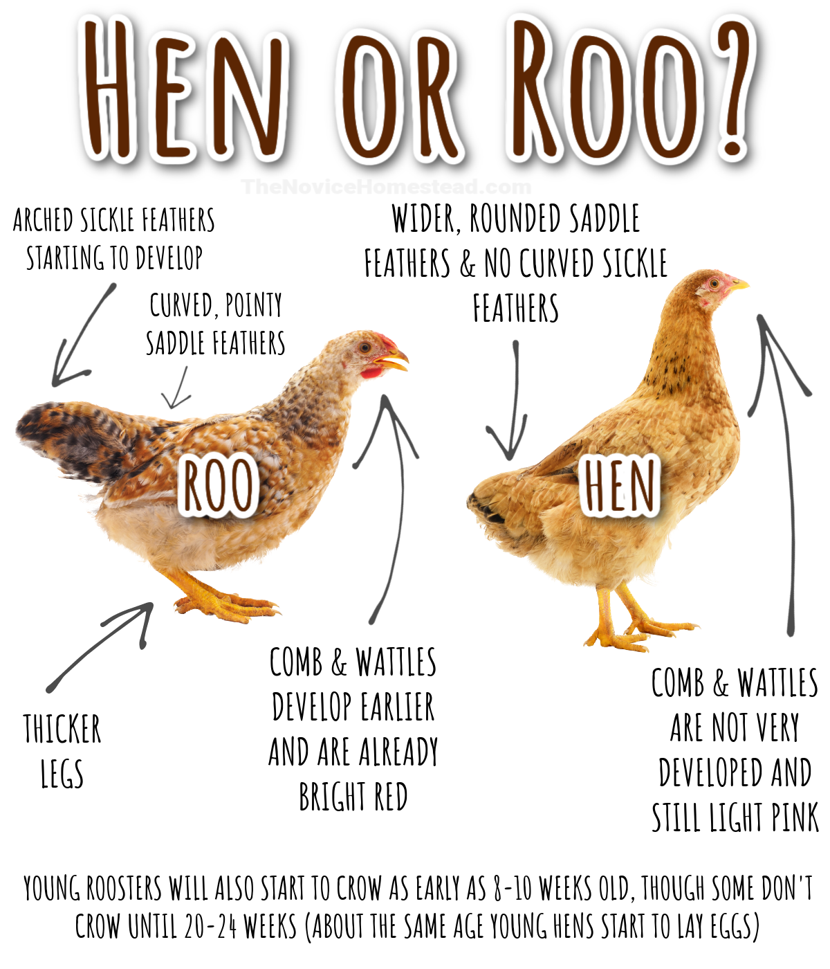 a graphic pointing out the differences between a young rooster and a young hen