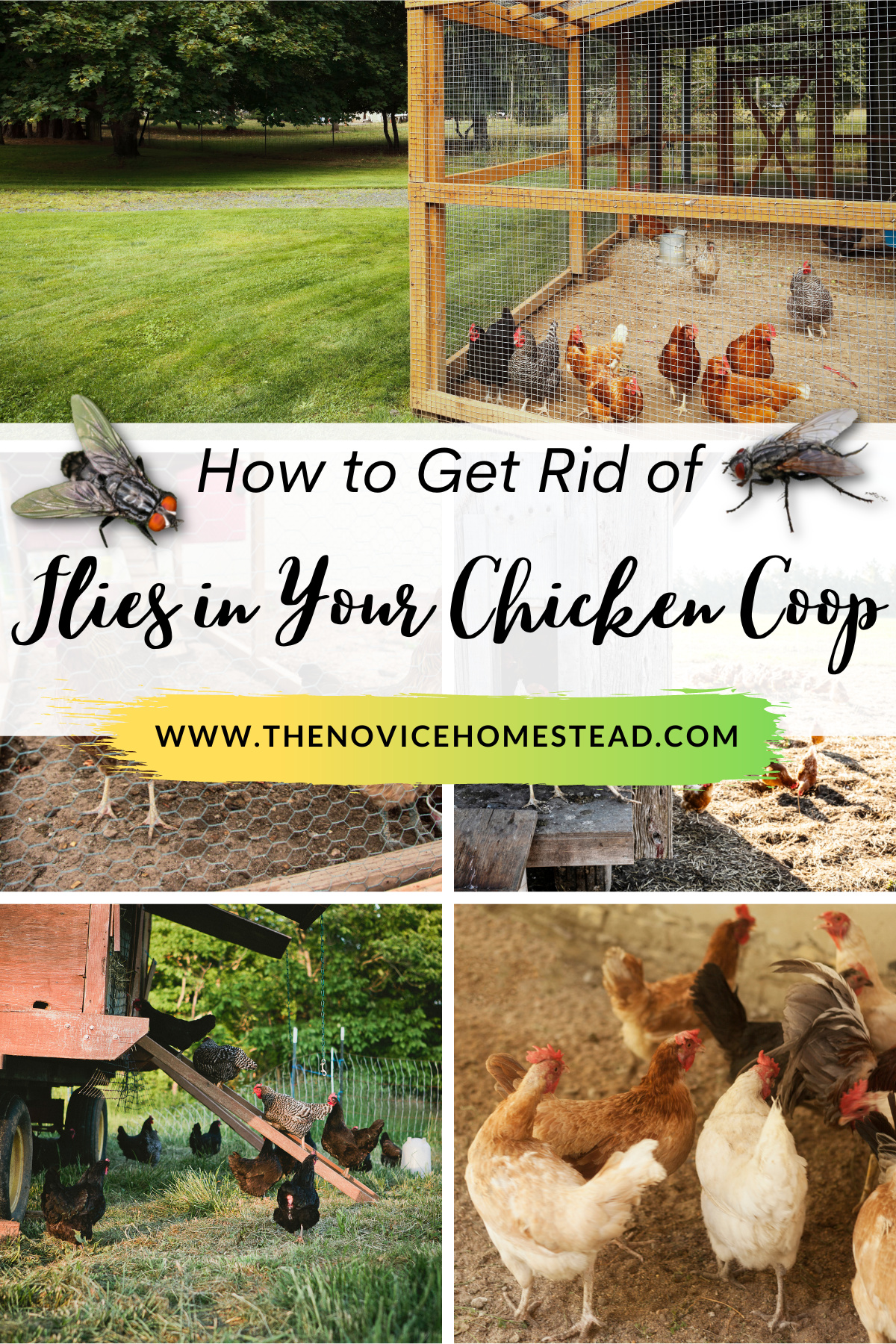 collage image of chicken coops; text overlay "How to Get Rid of Flies in Your Chicken Coop"