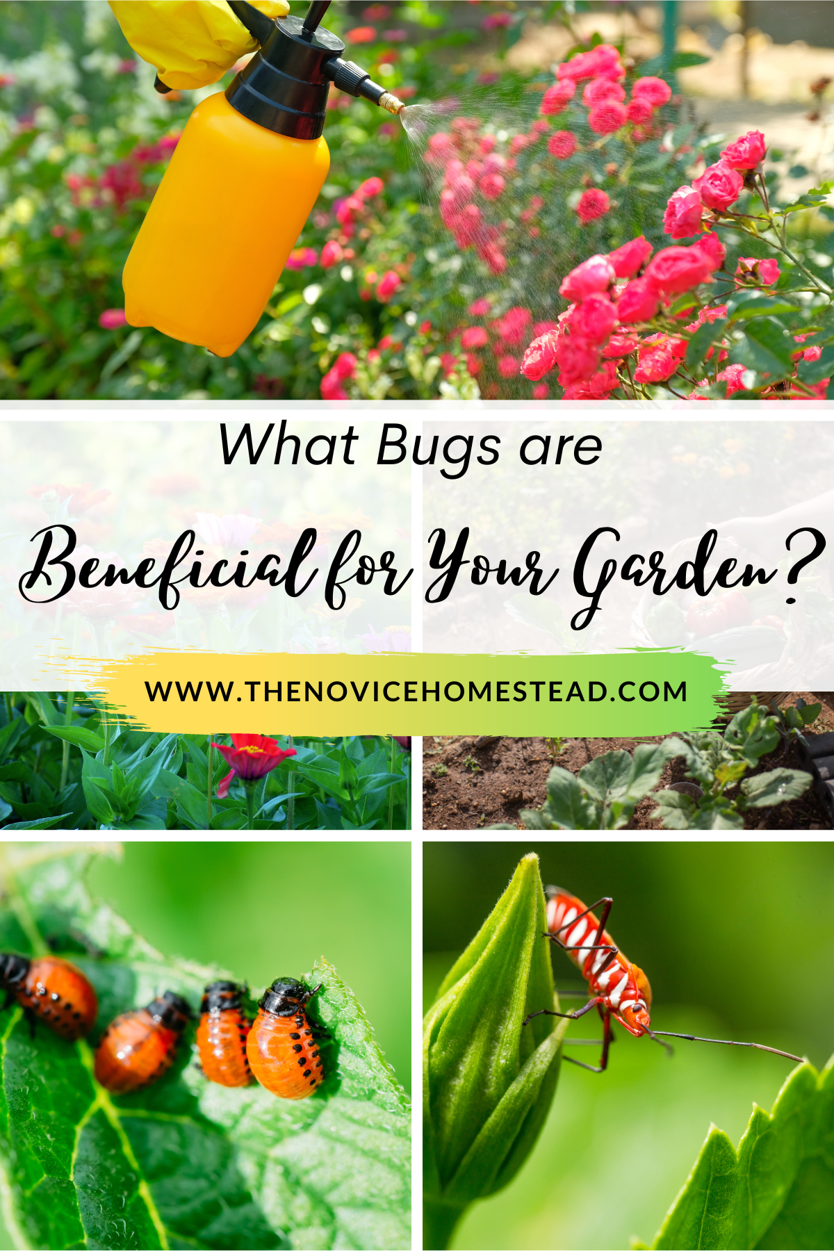 collage image of bugs on plants; text overlay "What Bugs Are Beneficial For Your Garden?"