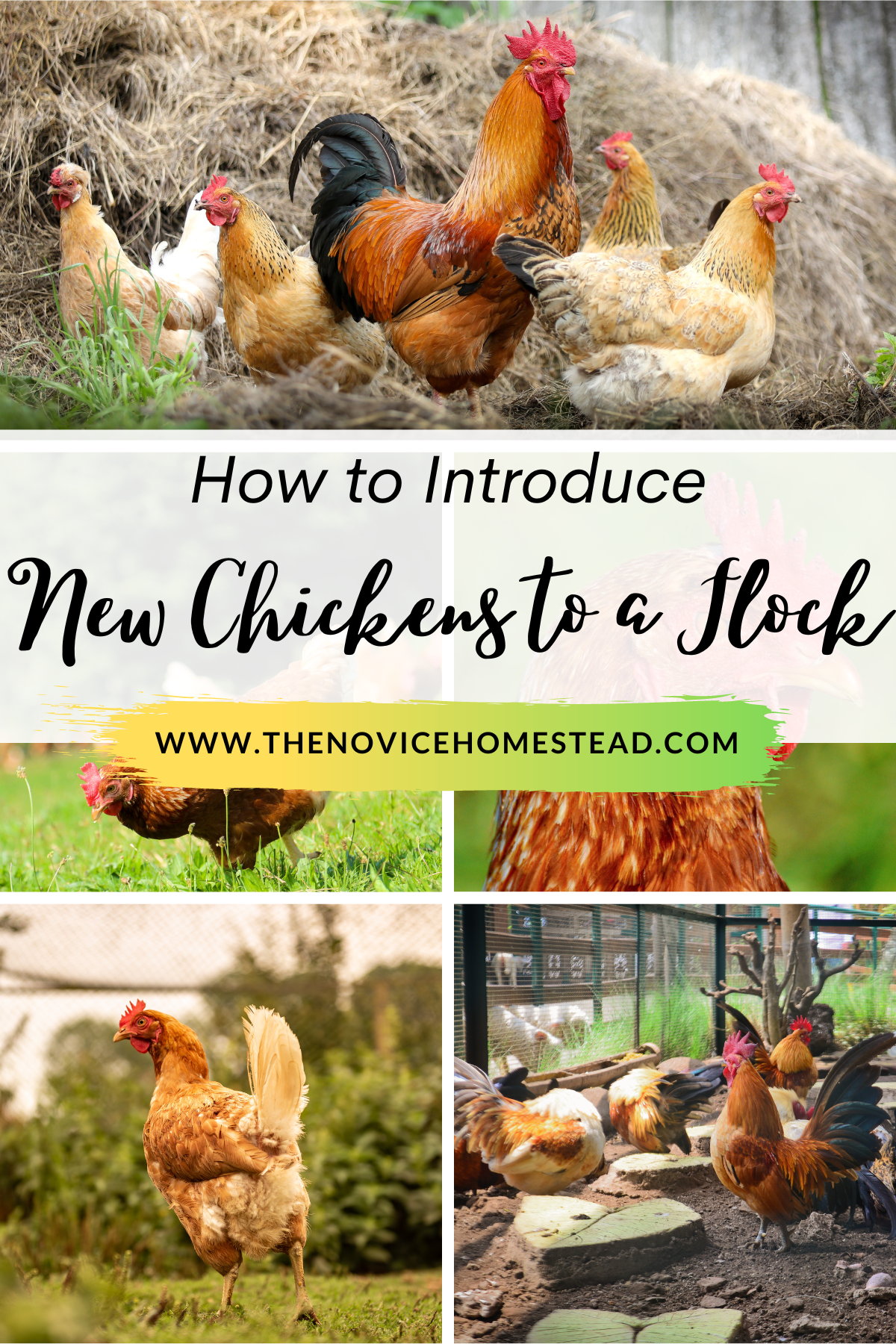 collage of chicken related photos with text overlay "How to Introduce New Chickens to a Flock"